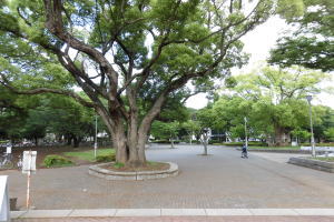 chiba